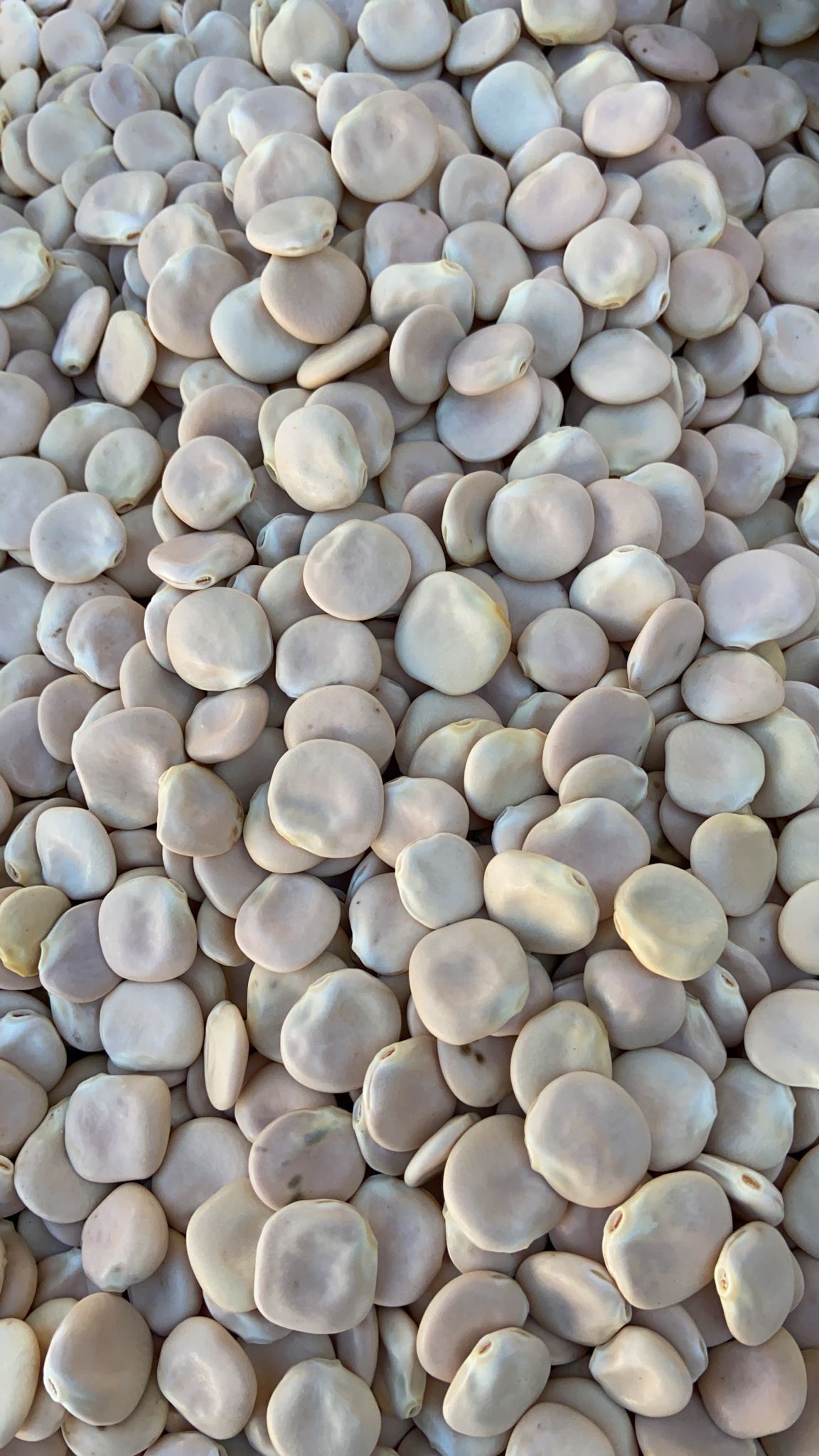 LUPINI SECCHI LUPINI SECCHI