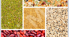 LEGUMI E CEREALI