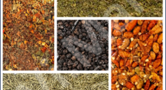 ERBE AROMATICHE E SPEZIE