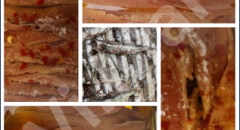 CONSERVE DI MARE