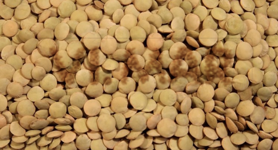 LENTICCHIA GROSSA LENTICCHIA GROSSA