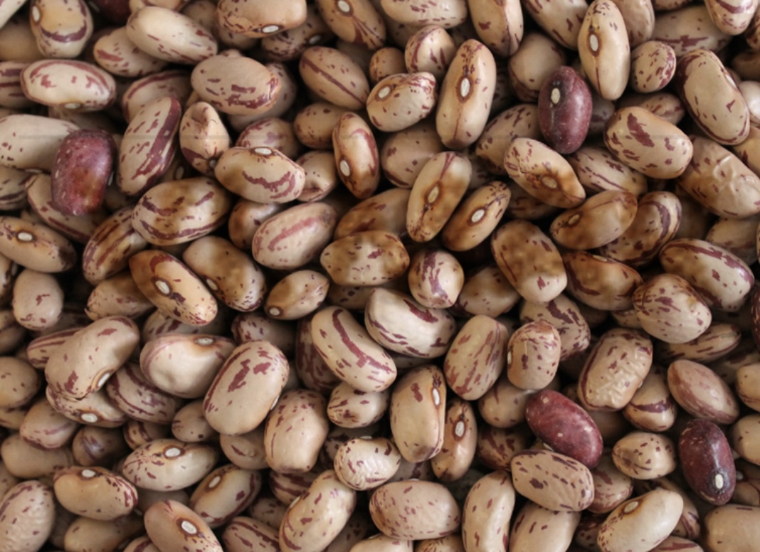 FAGIOLI BORLOTTI FAGIOLI BORLOTTI