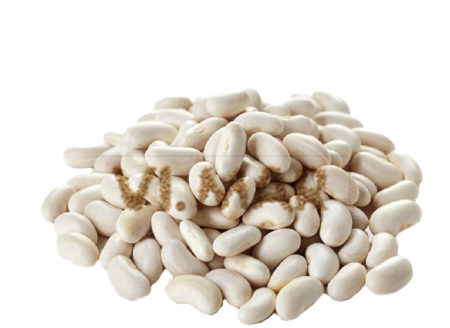 FAGIOLI TONDINI FAGIOLI TONDINI