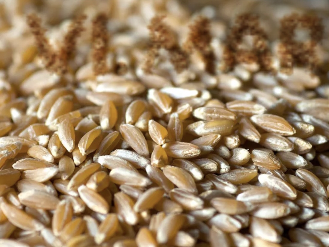 GRANO PESTATO GRANO PESTATO