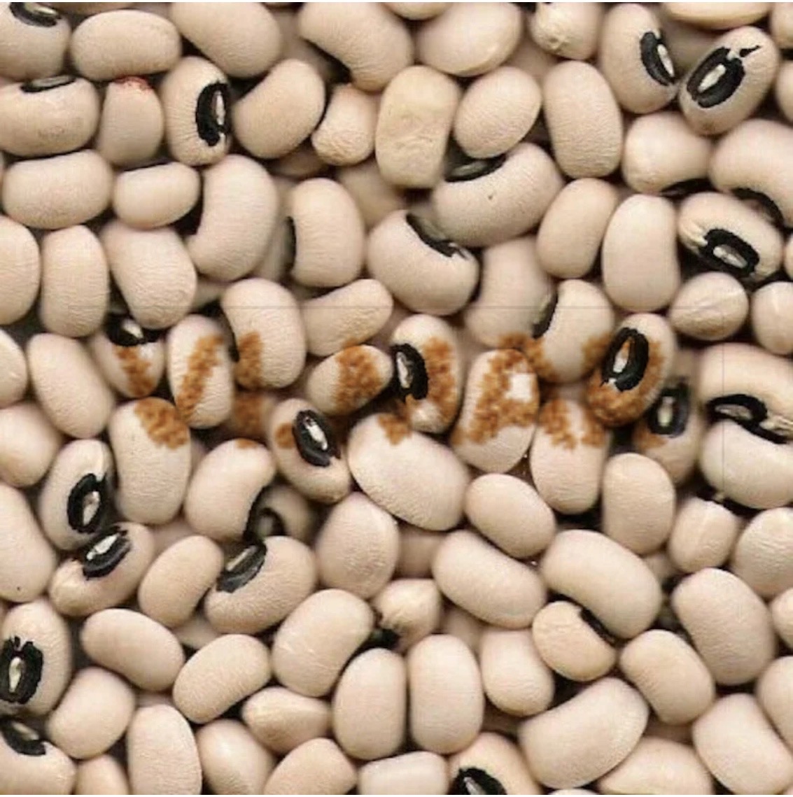 FAGIOLI OCCHIO FAGIOLI OCCHIO