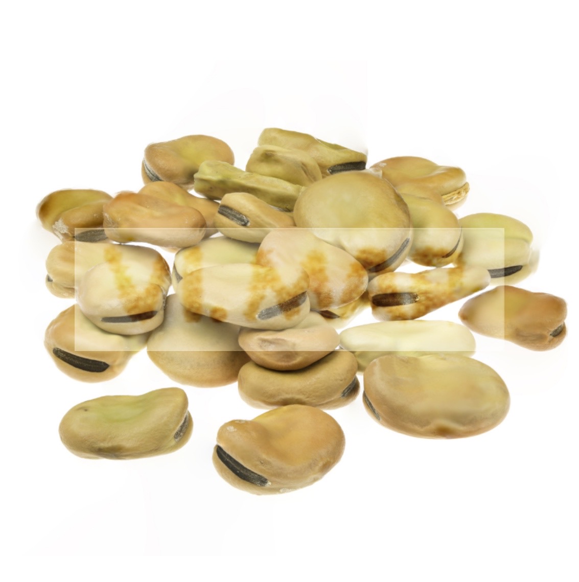 FAVE IN GUSCIO FAVE IN GUSCIO