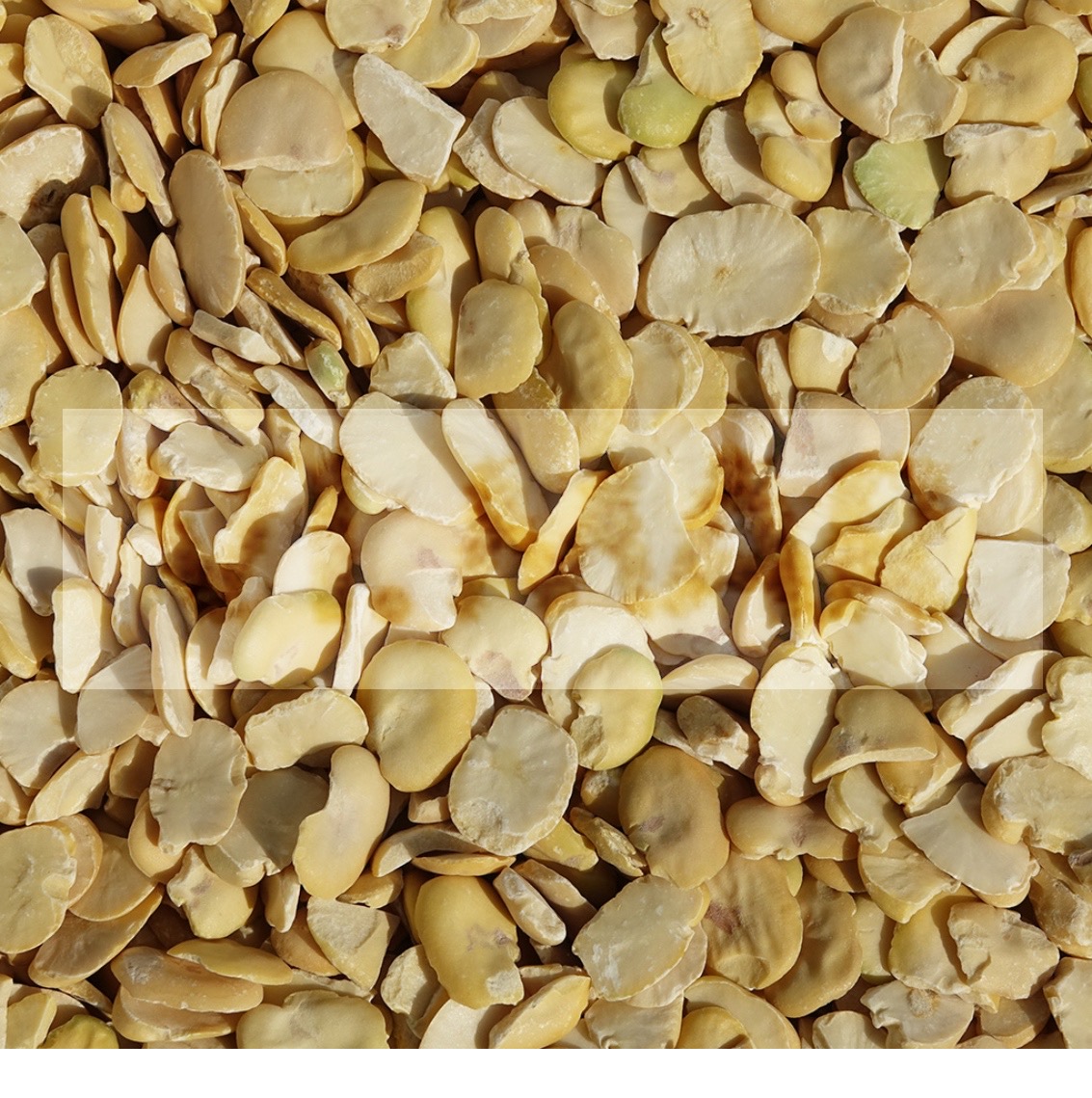 FAVE SGUSCIATE FAVE SGUSCIATE