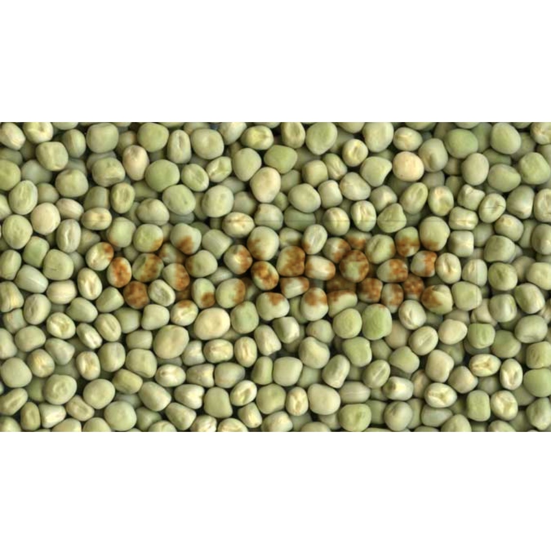 PISELLI RICCI PISELLI RICCI