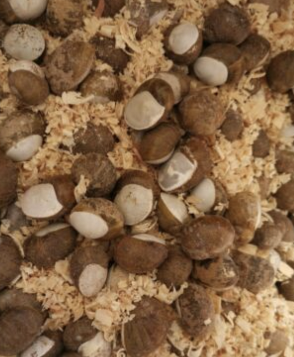 lumache escargot lumache escargot