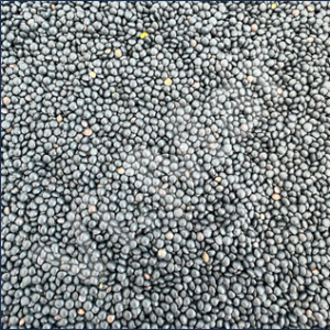 LenticchieNere
