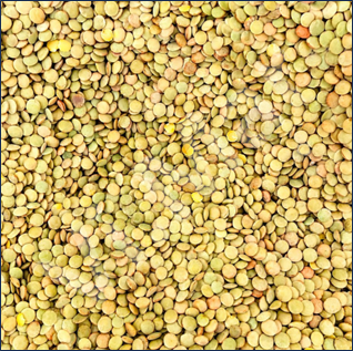 LenticchiePiccole