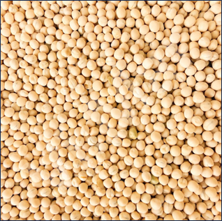 PiselliGialli