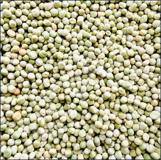 PiselliRicciGrossi